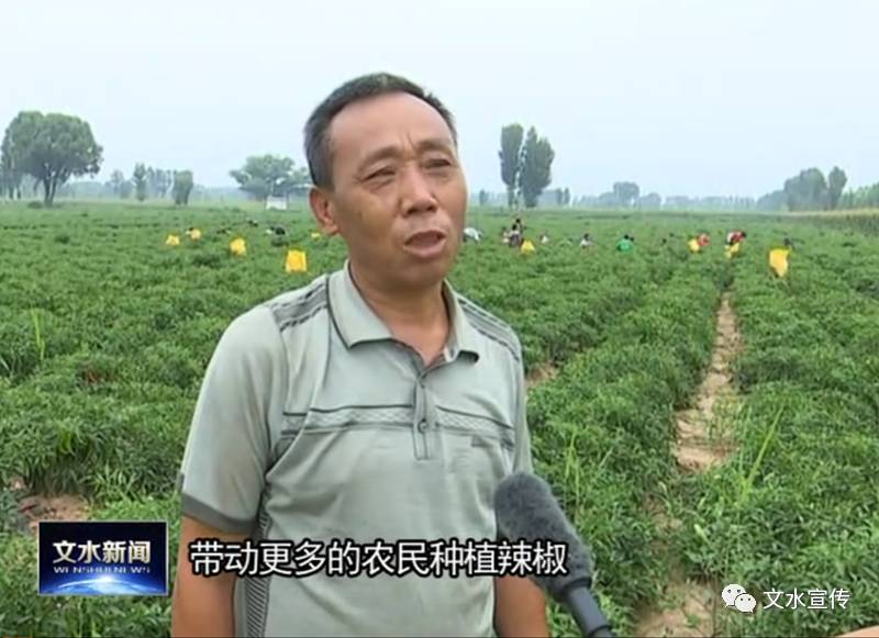 辣椒全自动种植机视频_辣椒种植致富机器_种植辣椒的机器