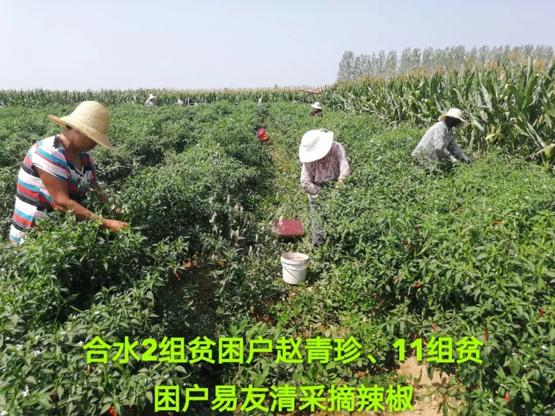 致富辣椒种植机器视频_辣椒全自动种植机视频_辣椒种植致富机器