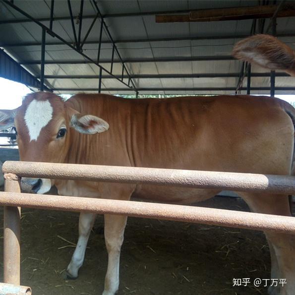 山东农村种植致富好项目_山东地区养殖什么挣钱_山东种植养殖致富