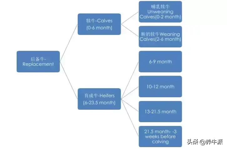 山东养牛业_山东牛养殖技术_山东养牛