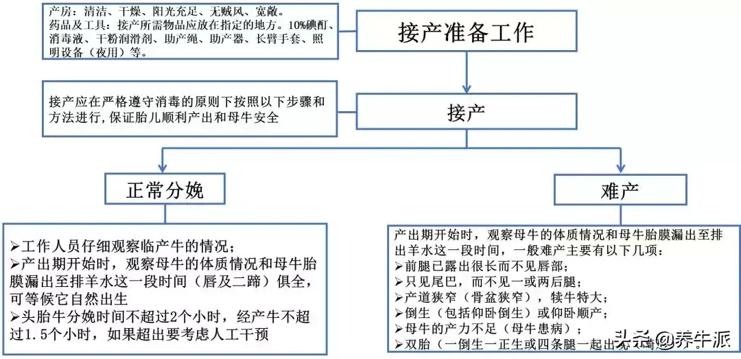 山东养牛_山东养牛业_山东牛养殖技术