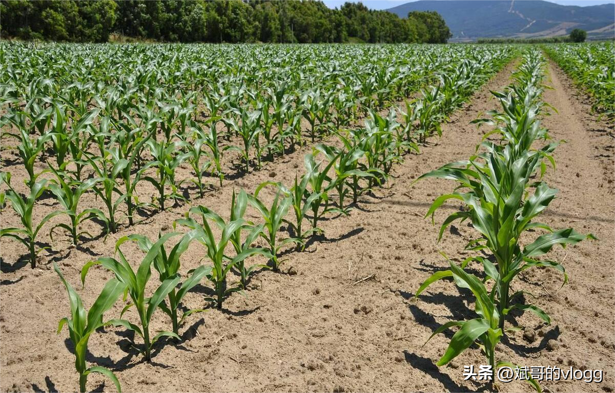 玉米种植：今年6月22立秋，抓紧时间，快抢种！玉米种植全攻略