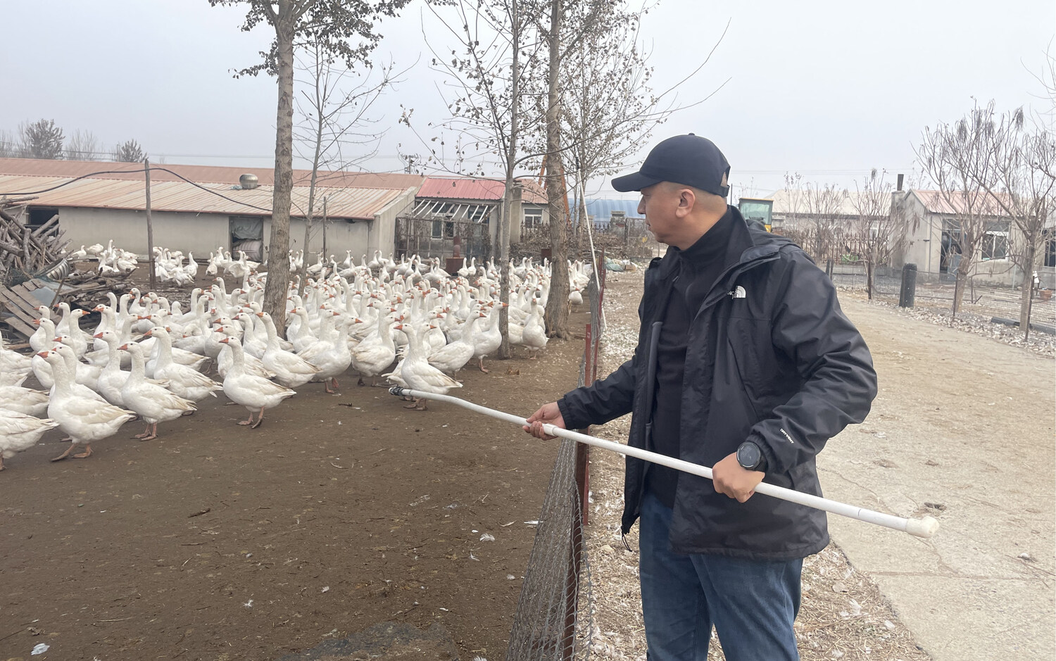 鹅养殖技术视频_致富经养殖鹅视频_鹅养殖技术视频教程