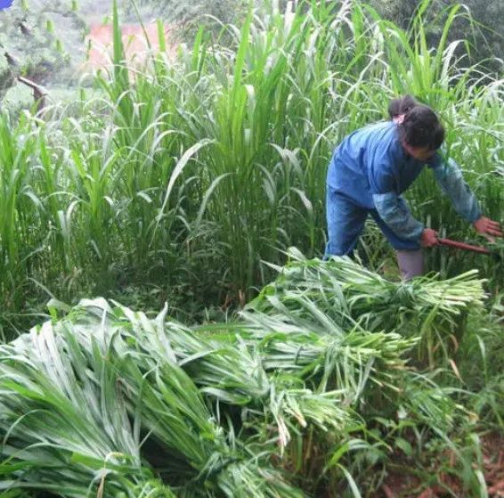 小瓜子种植致富_致富瓜子种植小麦视频_瓜子种植技术