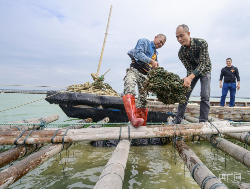 海洋养殖产品_海洋养殖致富_海洋养殖大户