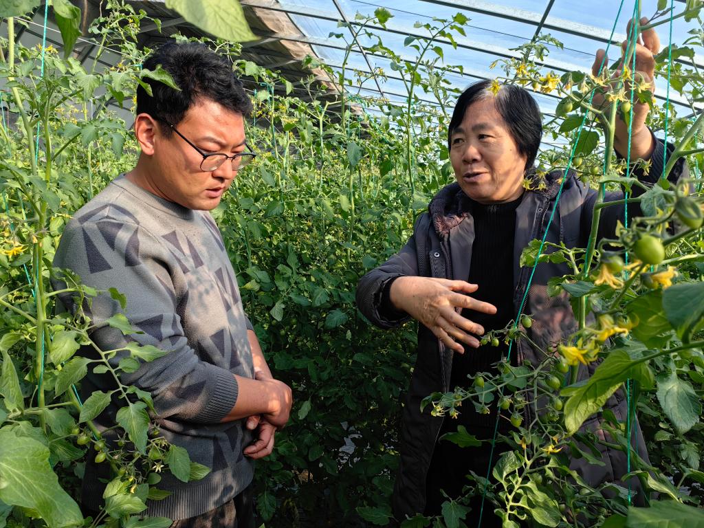 帮助种植户致富_农民致富种植项目_农村致富种