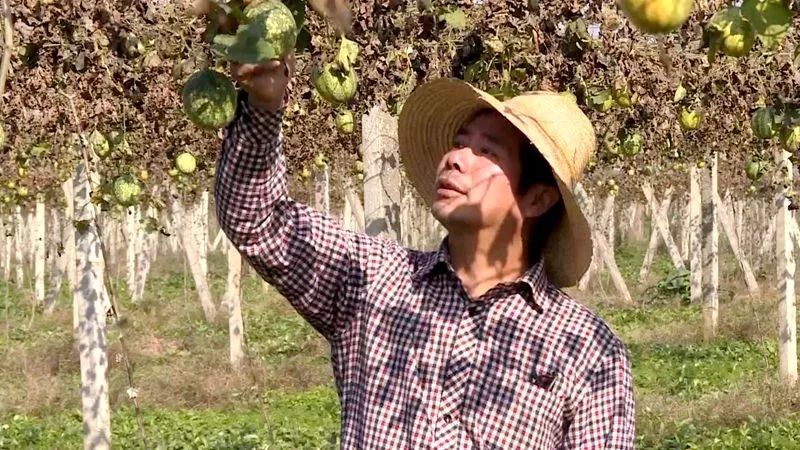 致富瓜子种植小麦视频_小瓜子种植致富_致富经瓜子