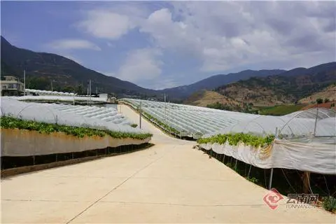 红葡萄怎么种_致富种植葡萄红薯视频_种植红葡萄致富