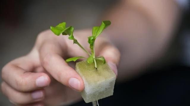 【图文】辣椒种植的小诀窍是这些（附：二月蔬菜种植）