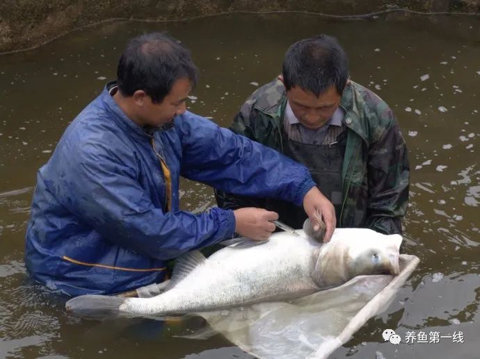 养殖鲫鱼鱼苗技术要点_鲫鱼鱼苗的养殖技术_鲫鱼苗的养殖技巧