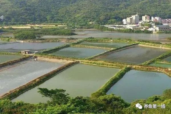 鲫鱼鱼苗的养殖技术_养殖鲫鱼鱼苗技术要点_鲫鱼苗的养殖技巧