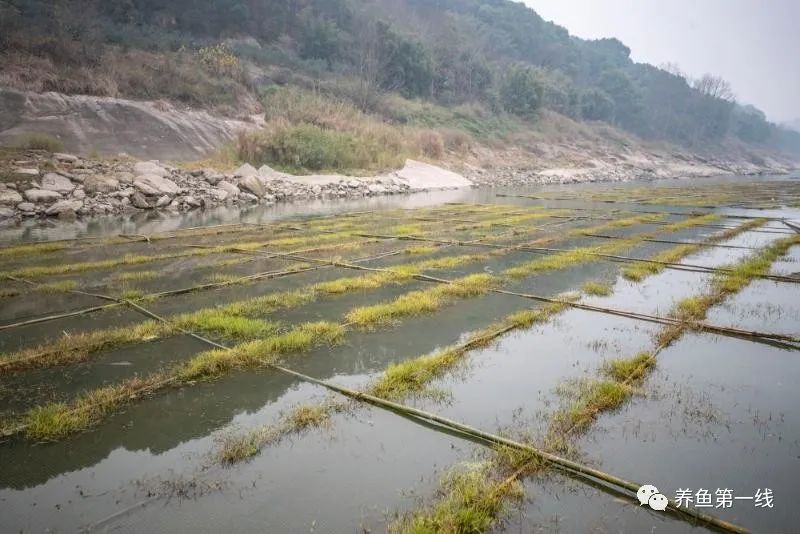 鲫鱼鱼苗的养殖技术_养殖鲫鱼鱼苗技术要点_鲫鱼苗的养殖技巧