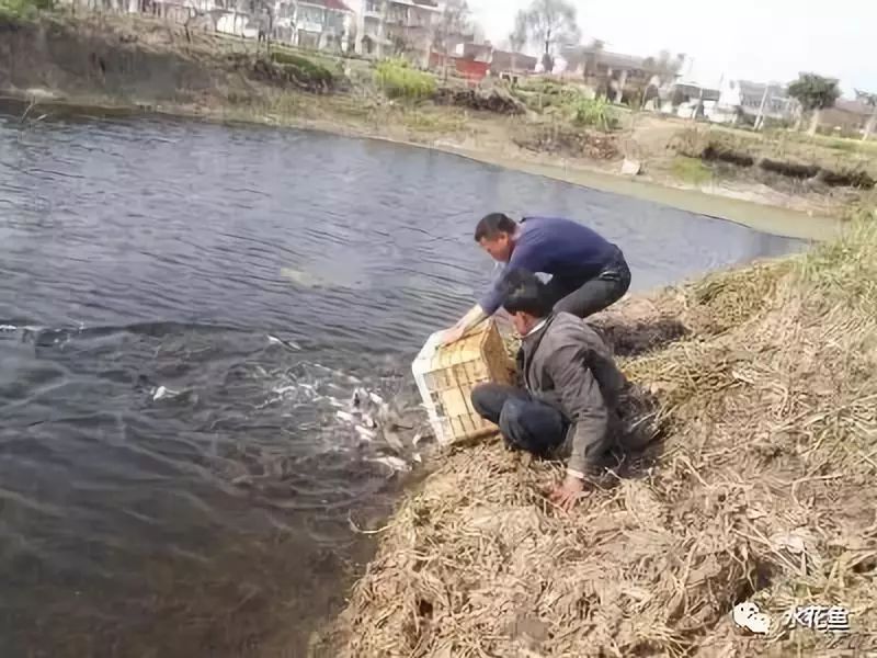 鲫鱼鱼苗的养殖技术_鲫鱼苗养殖技术视频_养殖鲫鱼鱼苗技术视频