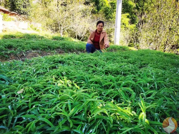 身边事|她靠种植中药材走上致富路