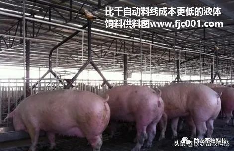 养肉猪技术教程大全_肉猪养殖技术视频_猪肉养殖户