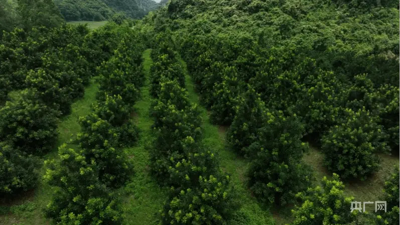 种植致富新项目_种植致富业_帮助种植户致富