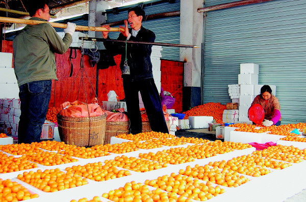 致富种植金桔图片_金桔种植致富吗_致富种植金桔视频