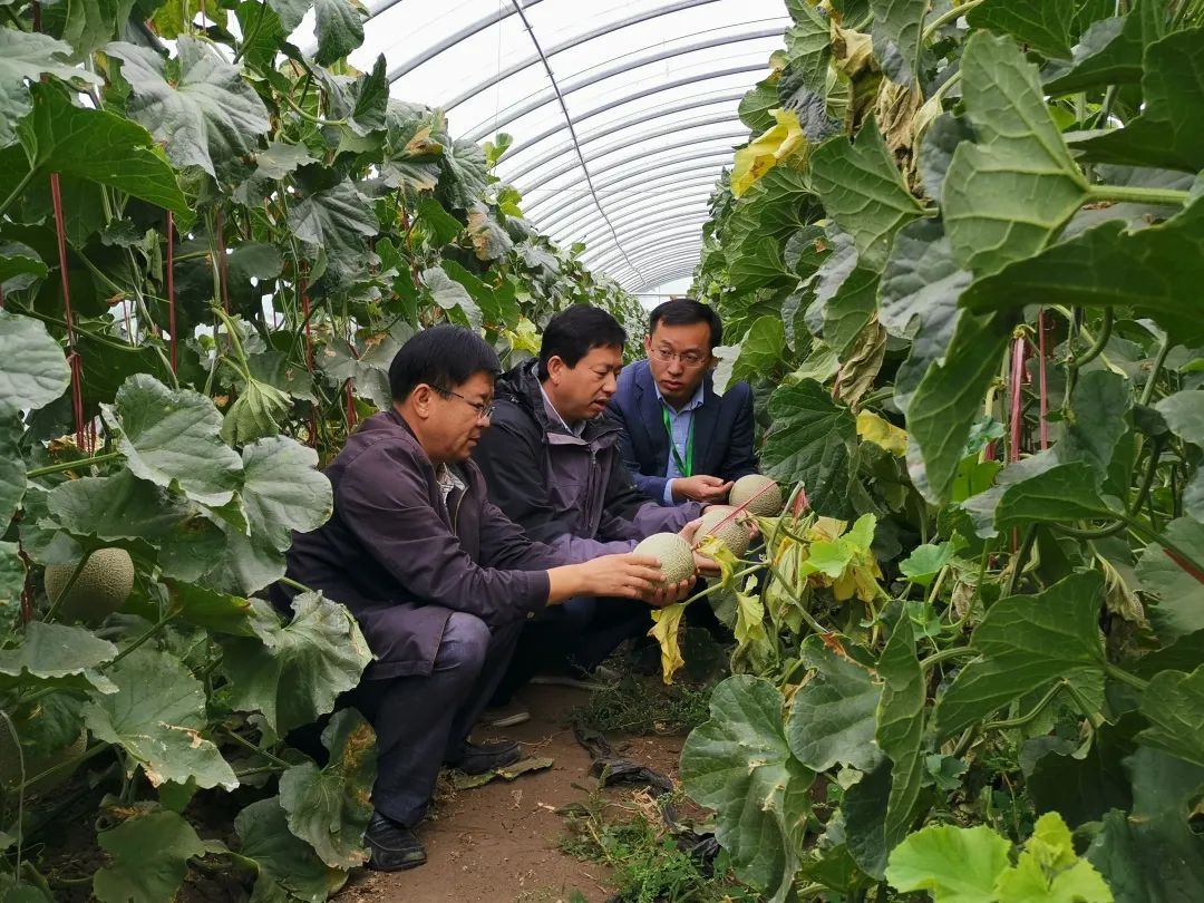 柴鸡养殖厂_养殖柴鸡的利润与成本_柴鸡养殖致富视频