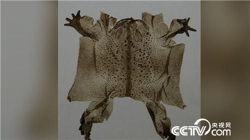 致富经cctv7养青蛙视频_致富经cctv7养青蛙视频_致富经cctv7养青蛙视频