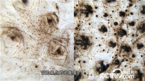 致富经cctv7养青蛙视频_致富经cctv7养青蛙视频_致富经cctv7养青蛙视频