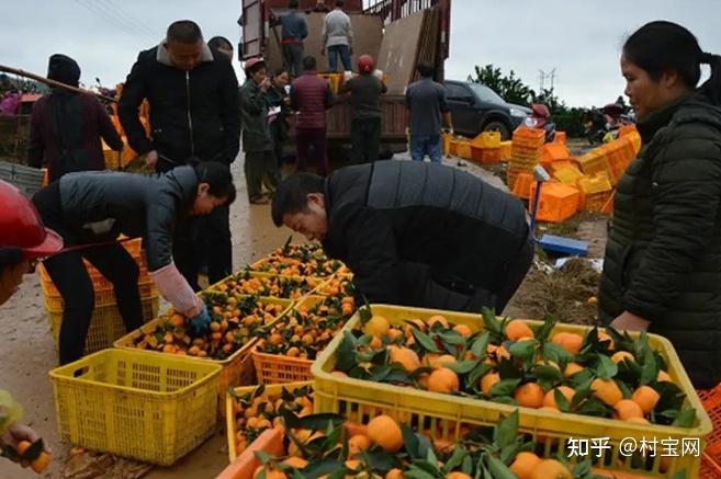 致富种植金桔图片_金桔种植致富吗_致富种植金桔怎么样