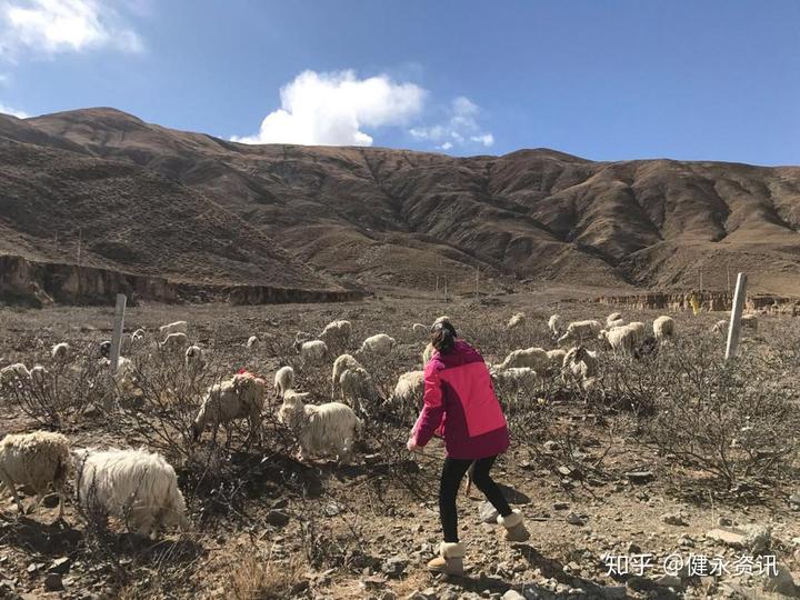 畜牧业RFID养殖案例汇总—健永科技