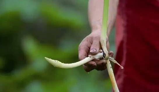 藕带怎么种植技术_藕种植_藕的种植与管理