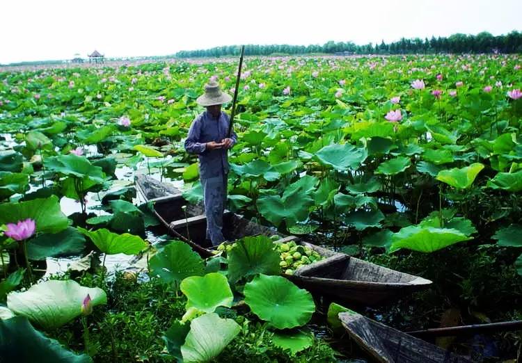 藕带怎么种植技术_藕的种植与管理_藕种植