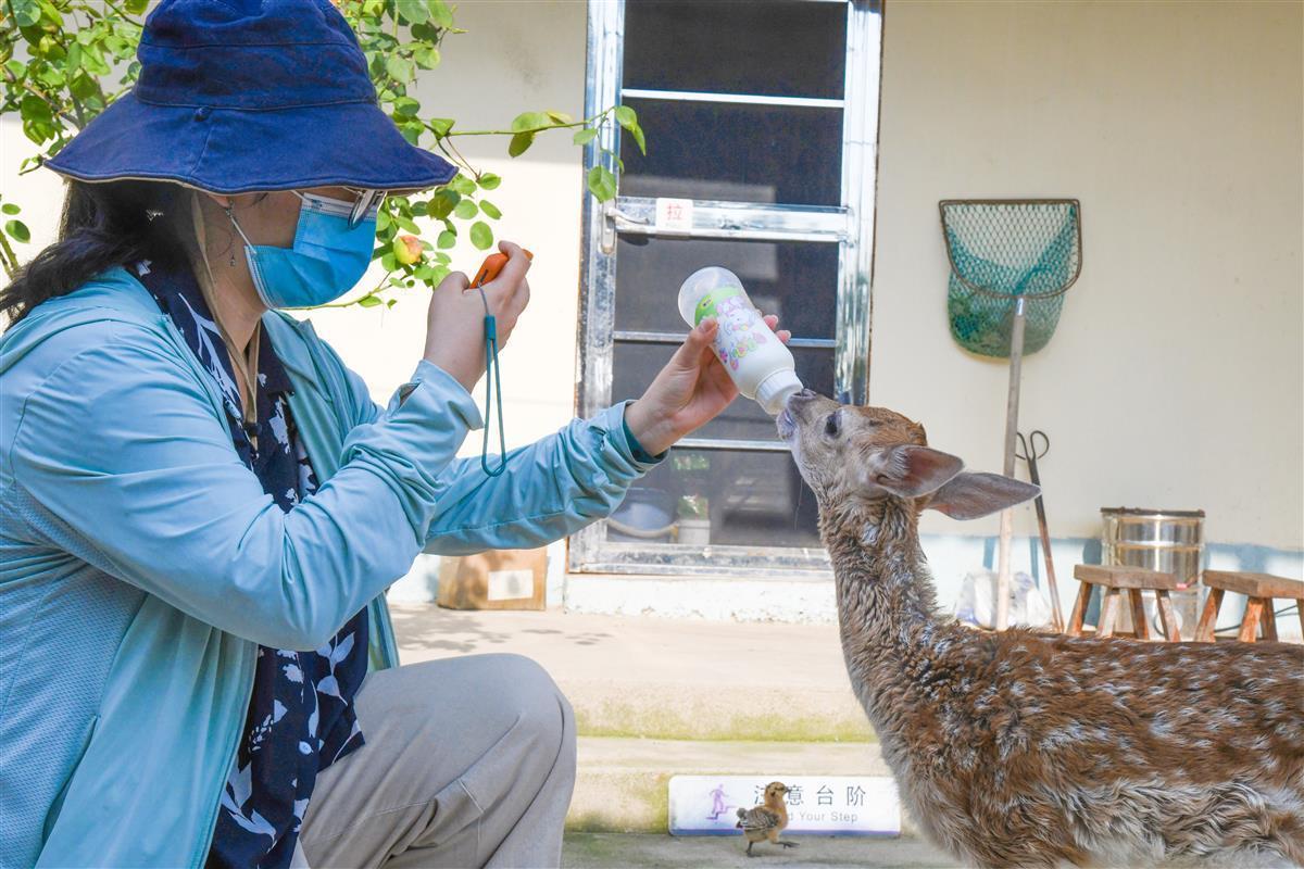 农村养殖梅花鹿赚钱吗_养殖梅花鹿致富_致富经散养梅花鹿视频