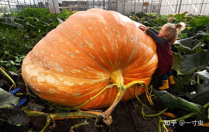 致富经南瓜种植视频_致富南瓜种植绿豆视频_绿南瓜种植致富