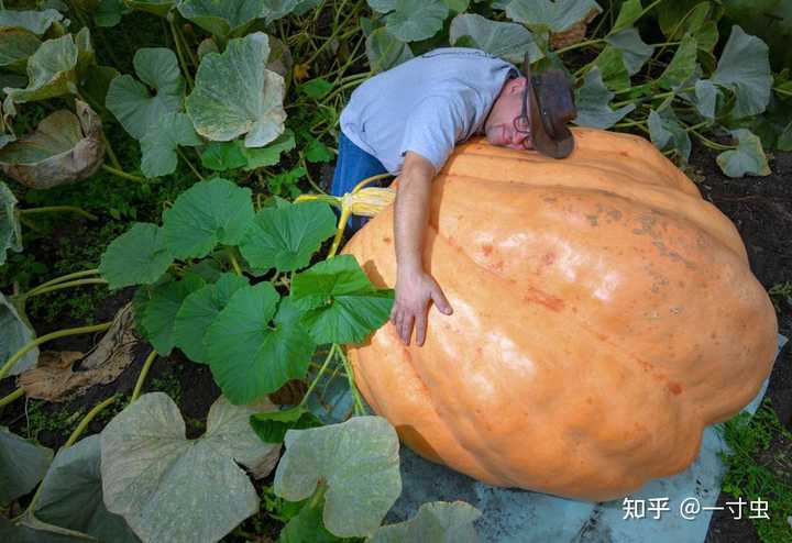 致富南瓜种植绿豆视频_致富经南瓜种植视频_绿南瓜种植致富