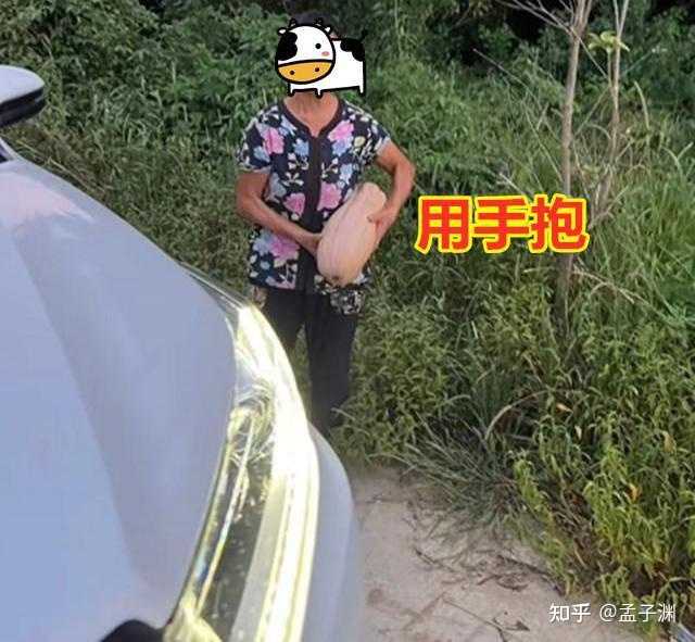 绿南瓜种植致富_种植南瓜赚钱吗_致富经南瓜种植视频