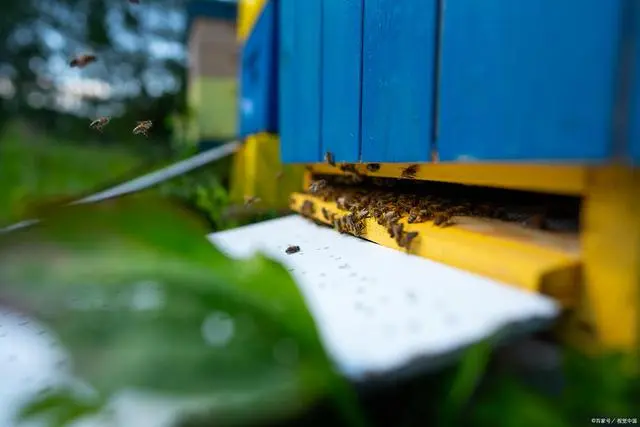 密蜂养殖技术培训_密峰的养植技术_养殖密峰的技术