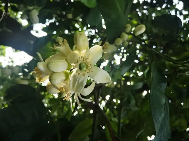 致富种植树香橼图片_香橼树种植致富_致富种植树香橼视频