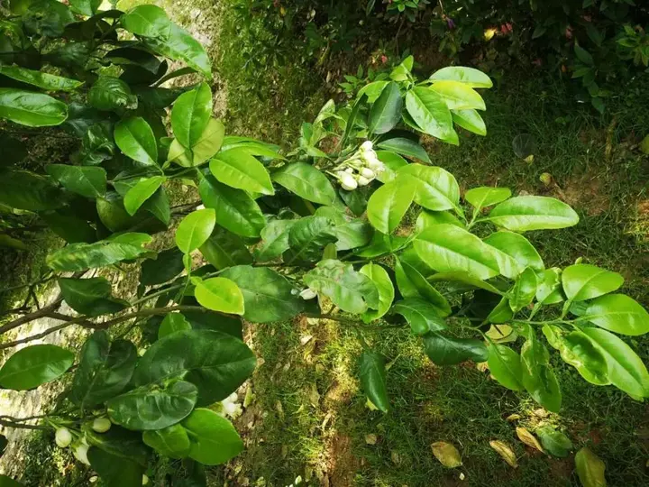 致富种植树香橼图片_致富种植树香橼视频_香橼树种植致富