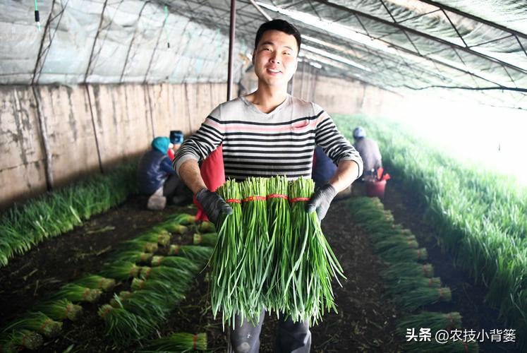 韭菜养殖大全技术与管理_韭菜养殖技术大全_韭菜养殖大全技术视频教程