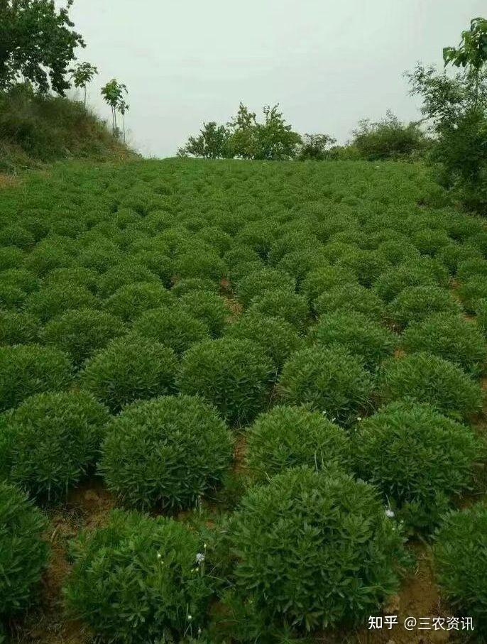 田园之花香飘天下，养心菜种植项目帮农致富，助推乡村振兴