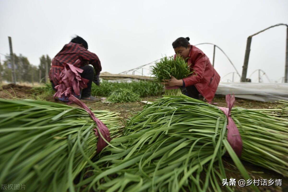 韭菜、小葱这样种植和管理，叶子黑绿，越长越粗壮、越茂盛