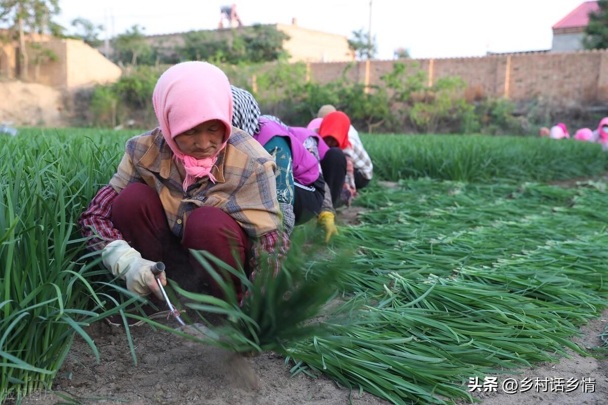 家庭种植韭菜这样施肥，以后越长越茂盛，全部方法教给你