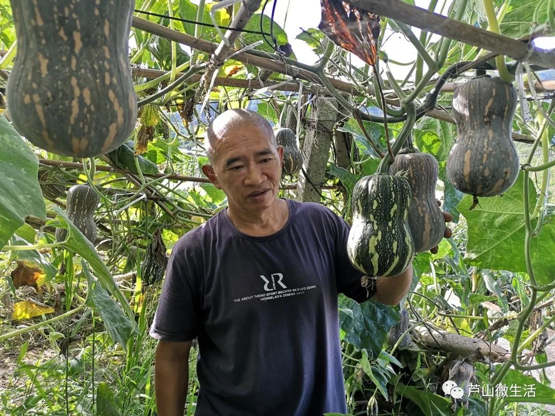 板粟小南瓜的种植技术_板粟南瓜的种植枝术_板栗南瓜种植视频