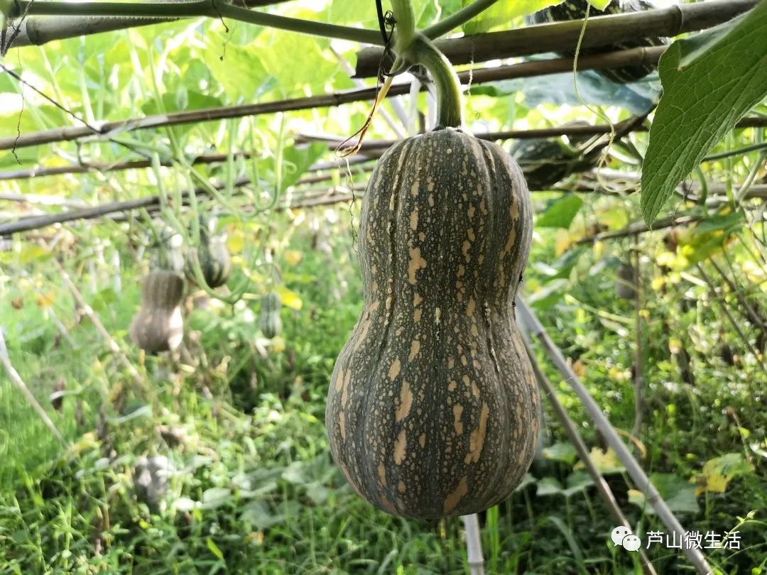 板粟小南瓜的种植技术_板粟南瓜的种植枝术_板栗南瓜种植视频