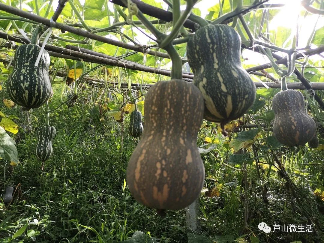 板栗南瓜种植视频_板粟南瓜的种植枝术_板粟小南瓜的种植技术