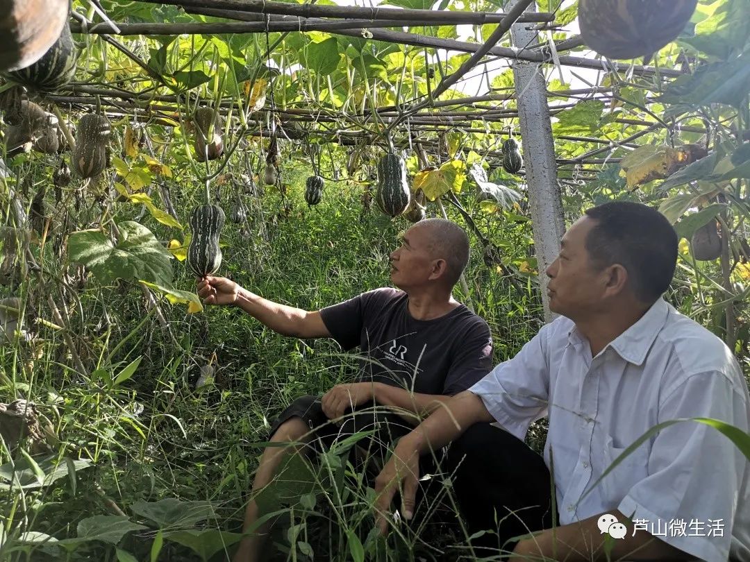 板粟南瓜的种植枝术_板栗南瓜种植视频_板粟小南瓜的种植技术