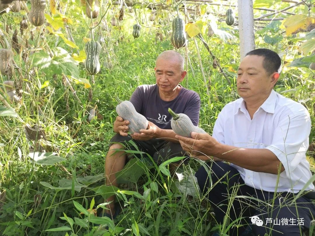 板栗南瓜种植视频_板粟小南瓜的种植技术_板粟南瓜的种植枝术