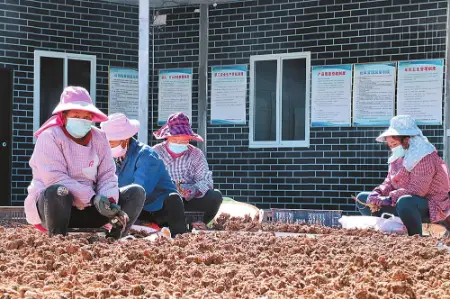 云南河西：中药材种植铺就村民致富路