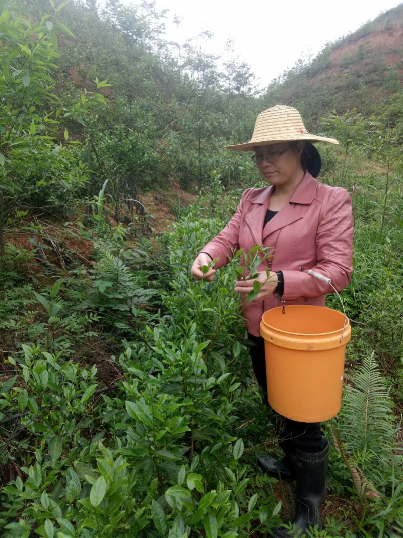 农民致富视频_农村种植致富案例_村民种植致富视频