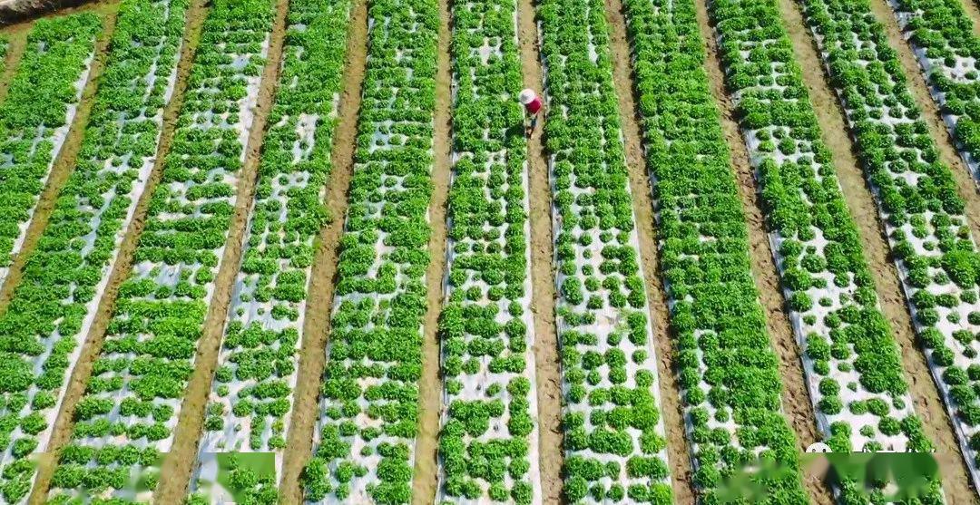 农村种植致富案例_农民致富视频_村民种植致富视频