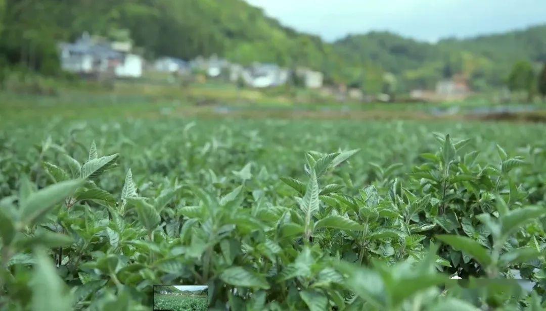 农民致富视频_村民种植致富视频_农村种植致富案例