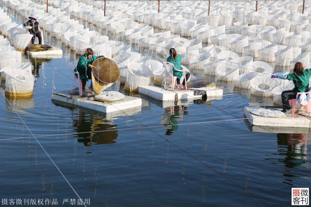 养水蛭前景如何_致富经水蛭养殖技术_养水蛭致富经