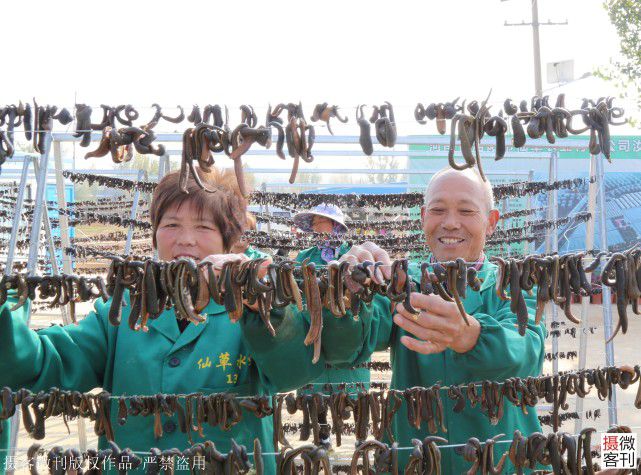 致富经水蛭养殖技术_养水蛭前景如何_养水蛭致富经